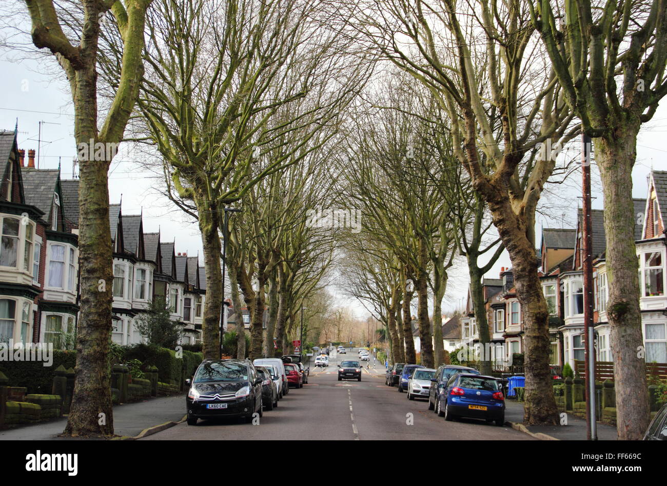 Von Bäumen gesäumten Straße Carter Knowle im Nether Edge, Sheffield South Yorkshire, England UK Stockfoto