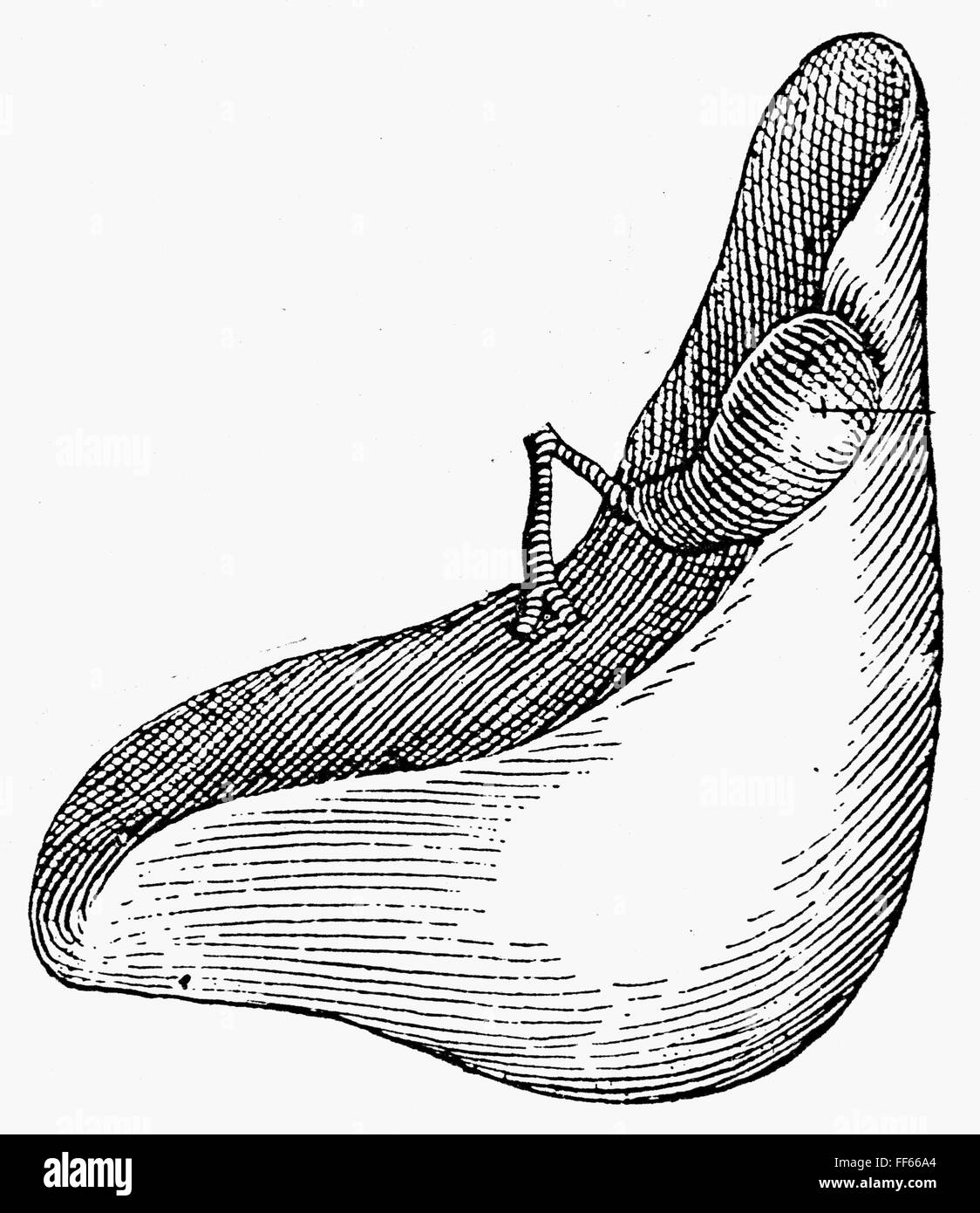 ANATOMIE LEBER. /nThe menschlichen Leber und Gallenblase
