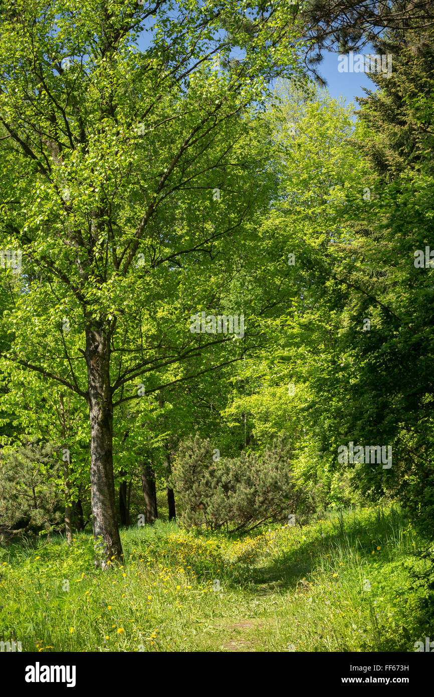 Sommer sonnige Waldbäume, grasgrün, Spur, Weg, Weg. Natur Holz Sonnenlicht Hintergrund Stockfoto