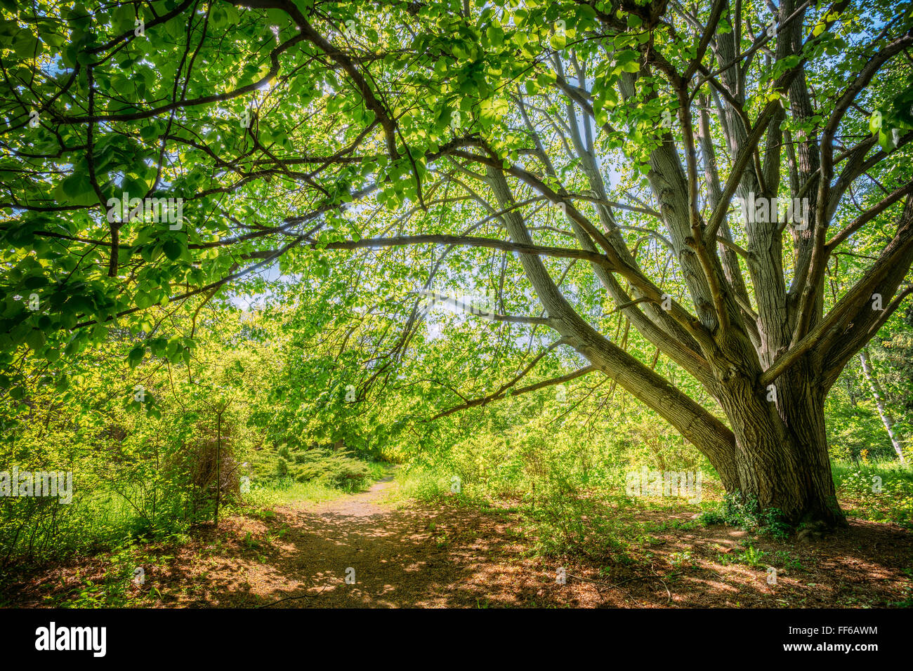 Sommer sonnige Waldbäume, Spur, Weg, Weg. Natur Holz Sonnenlicht Stockfoto