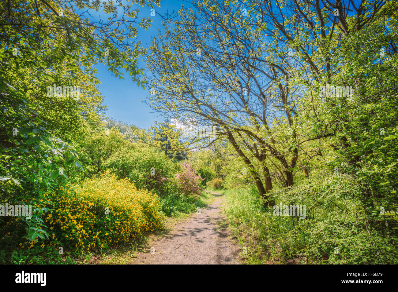 Sommer Waldbäume, Spur, Weg, Weg. Natur Holz Sonnenlicht Stockfoto