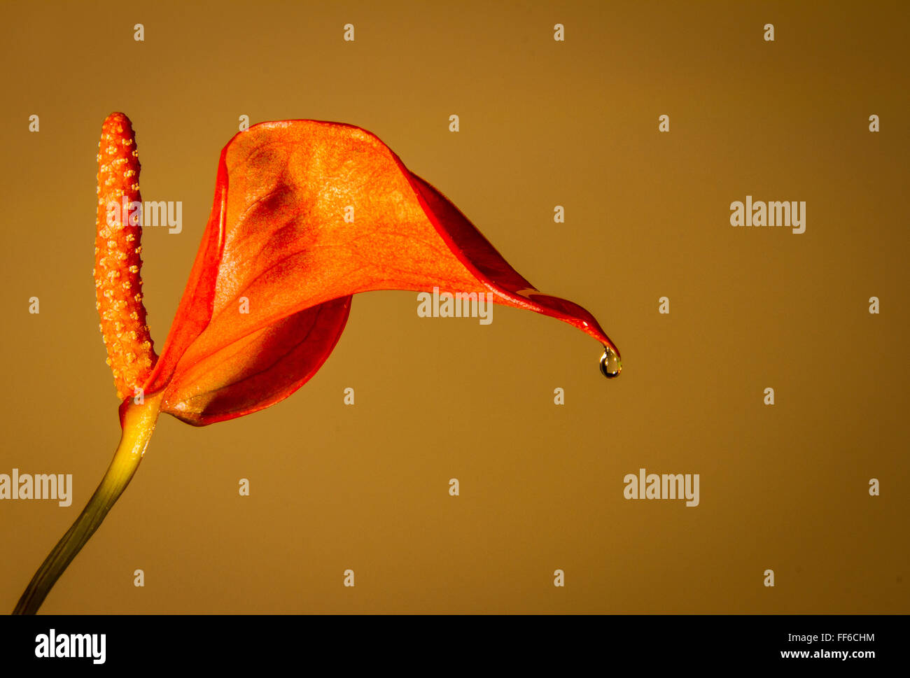 Flamingo-Blume (Anthurium Andraeanum) einzelne Blüte hautnah mit einzelnen Wassertropfen. Stockfoto