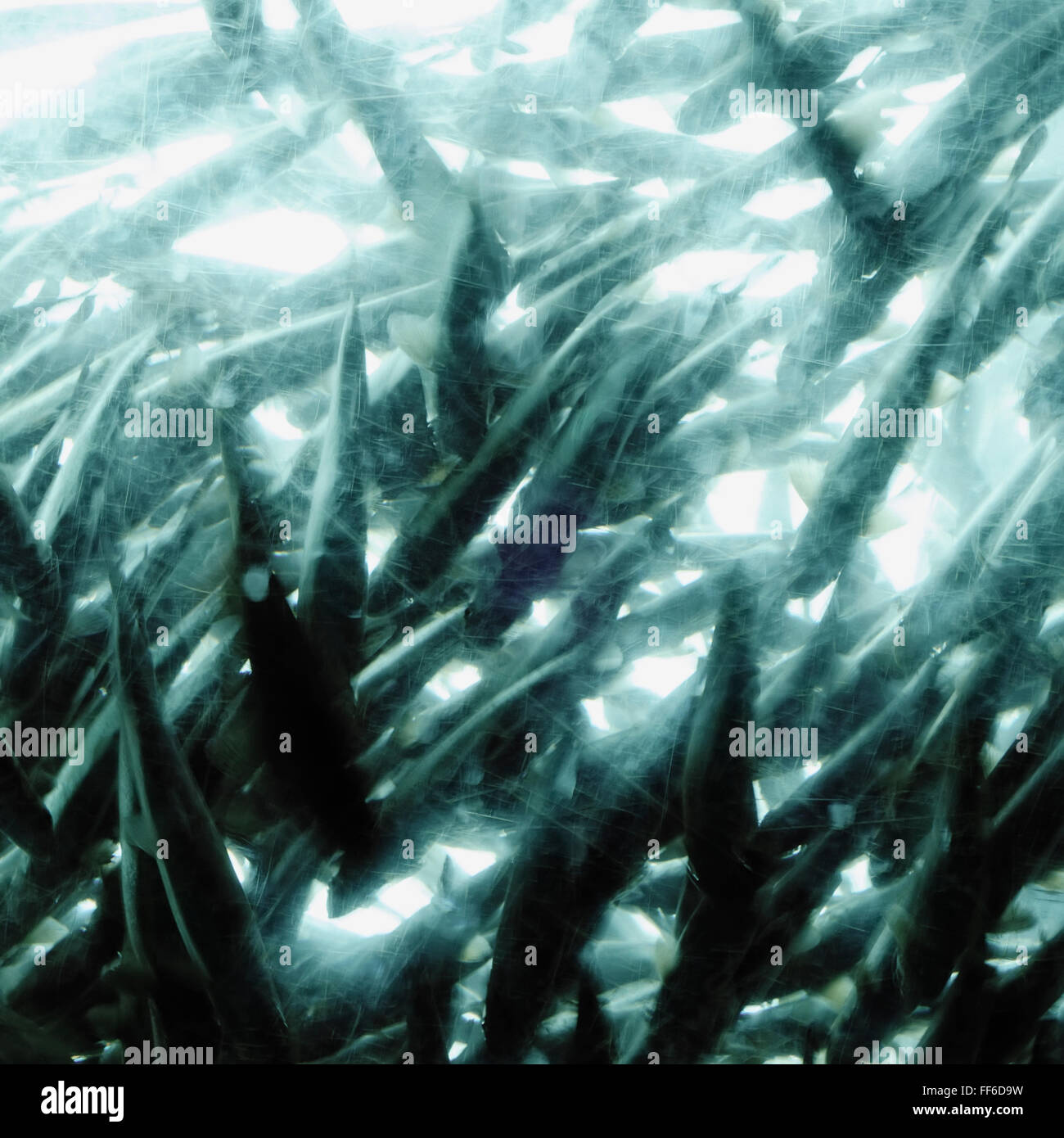 Große Gruppe von Fischen in Seattle Aquarium tank Stockfoto