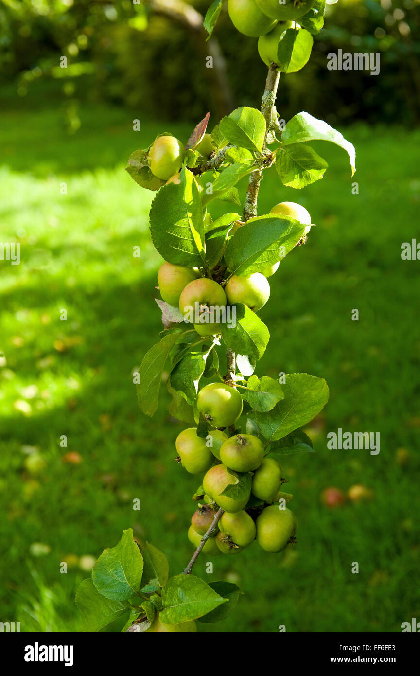 Die Zweige eines Apfelbaums beladen und verneigten sich mit Früchten. Stockfoto