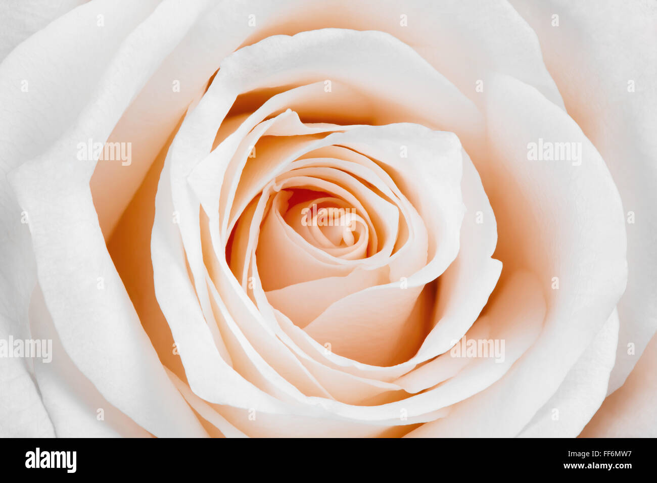 Nahaufnahme der schöne weiße Rose. Stockfoto