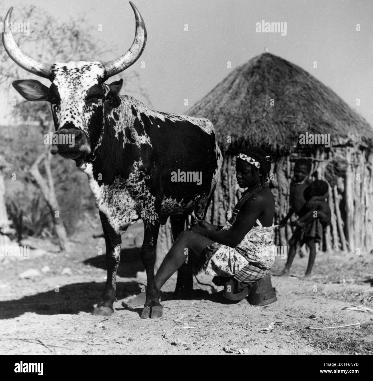 Geographie / Reisen, Angola, Menschen, Frau beim Melken einer Kuh, um 1956, Zusatz-Rechte-Clearenzen-nicht vorhanden Stockfoto