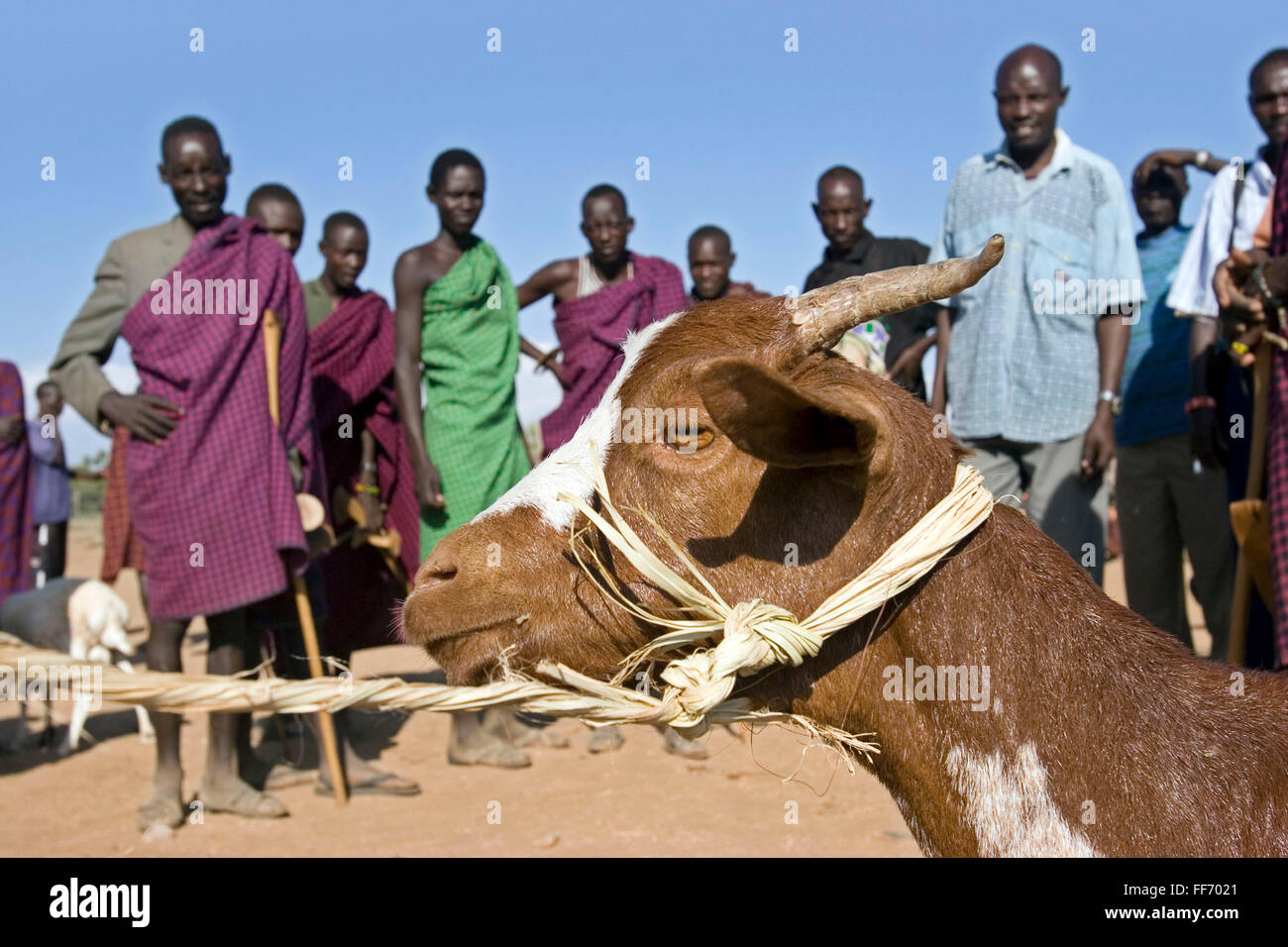 Ziegen sind die wichtigsten Messen auf dem täglichen Markt in Lodwar Stadt, Turkana-Region von Nord-Kenia. Klimawandel in der Region Nord-Kenia hat einen großen Einfluss auf diese traditionell nomadischen Viehwirtschaft, mit Dürren passiert immer häufiger und für längere Laufzeiten. Mit Hilfe von verschiedenen Wohltätigkeitsorganisationen und die kenianische Regierung finden sie Wege, Ernährungssicherheit zu pflegen. Stockfoto