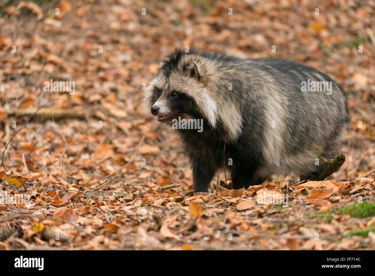 Marderhund ( Nyctereutes procyonoides ) umgeben von gefallenen Blättern, herbstlichen Farben, invasiven Arten, Wildtieren, Europa. Stockfoto