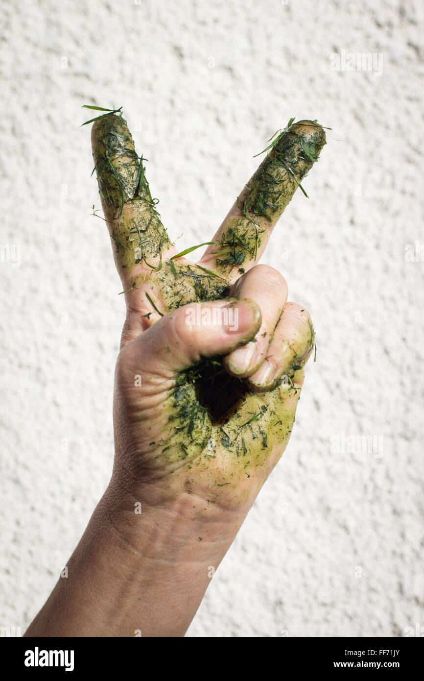 Hand mit Grashalmen schmutzig macht Victory-Zeichen Stockfoto