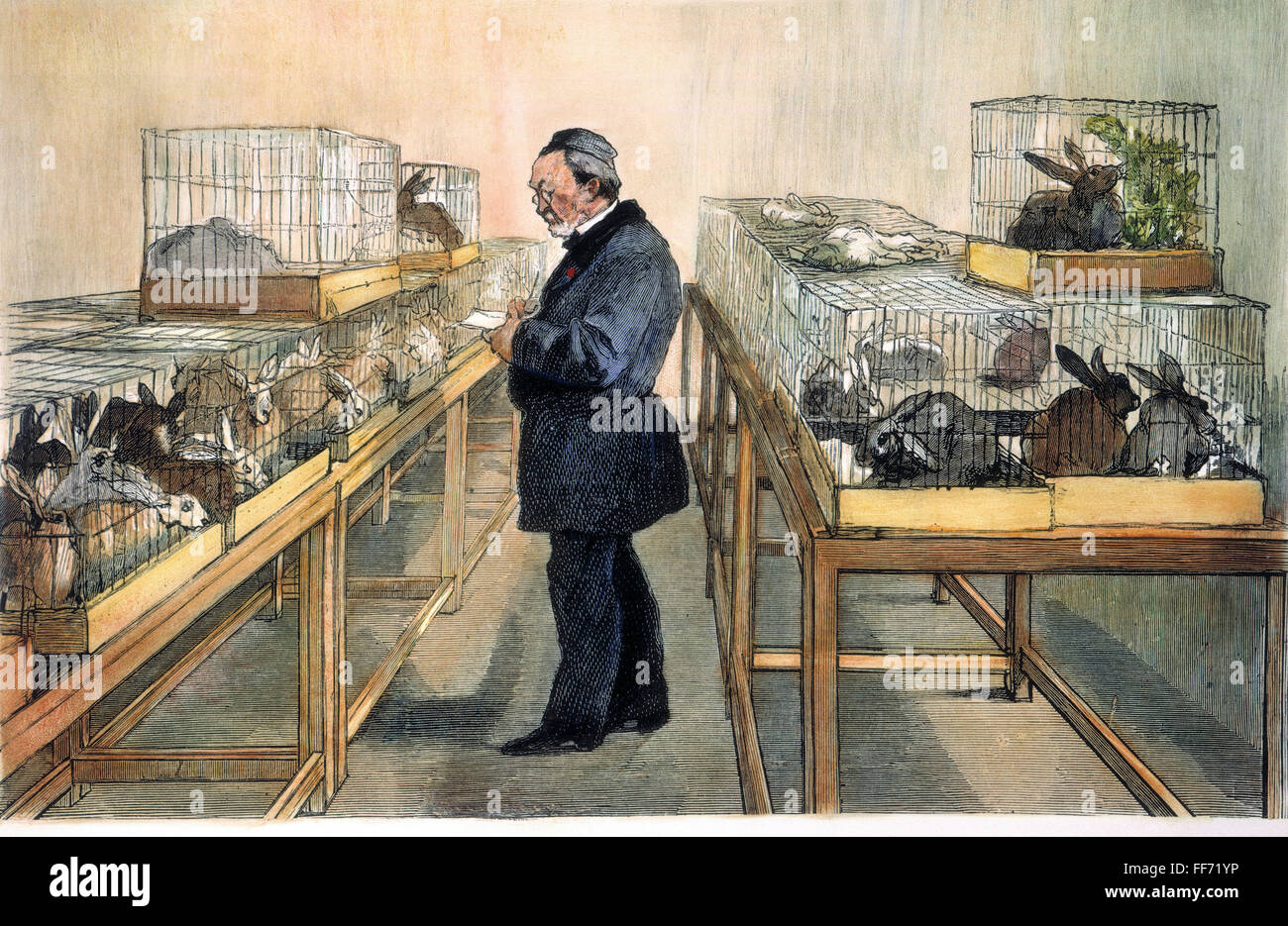 LOUIS PASTEUR (1822-1895). /nFrench Chemiker und Mikrobiologe. Pasteur in seinem Labor entwickelt seine Behandlung für Tollwut und Tollwut. Holz, Gravur, Französisch, 1884. Stockfoto