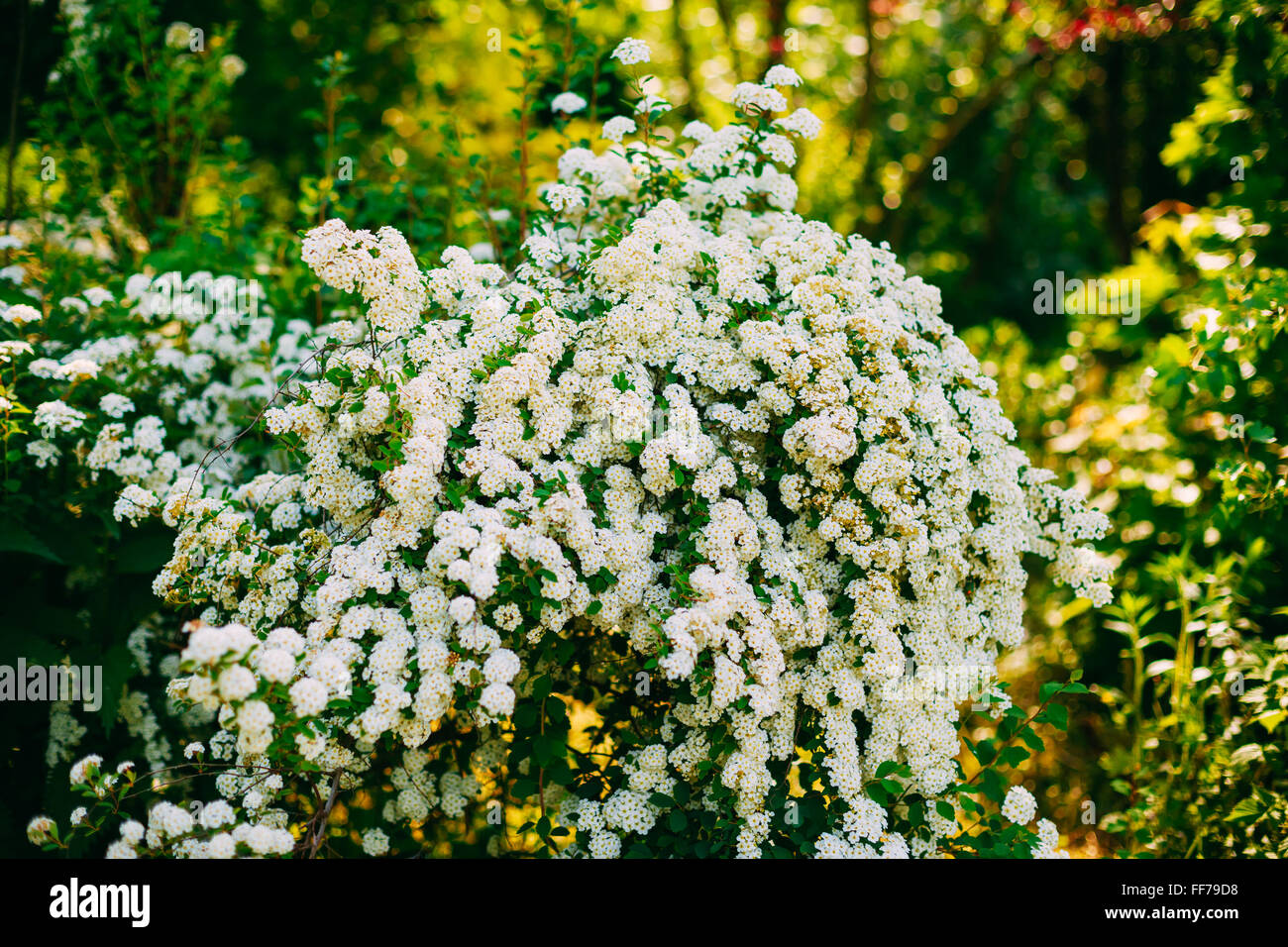 Weiße Spirea Vanhouttei Blumen auf Bush im Frühjahr. Die Pflanze ist weit verbreitet in Landschaftsgestaltung und Organisationen Hecken. Stockfoto