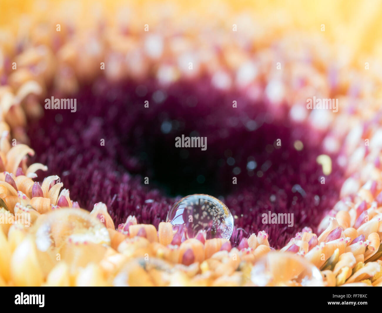 Barberton-Gänseblümchen, Gerbera Jamesonii, ist ein Mitglied der Gattung Gerbera. Es ist auch bekannt als das Transvaal Gänseblümchen und Barbertonse Stockfoto