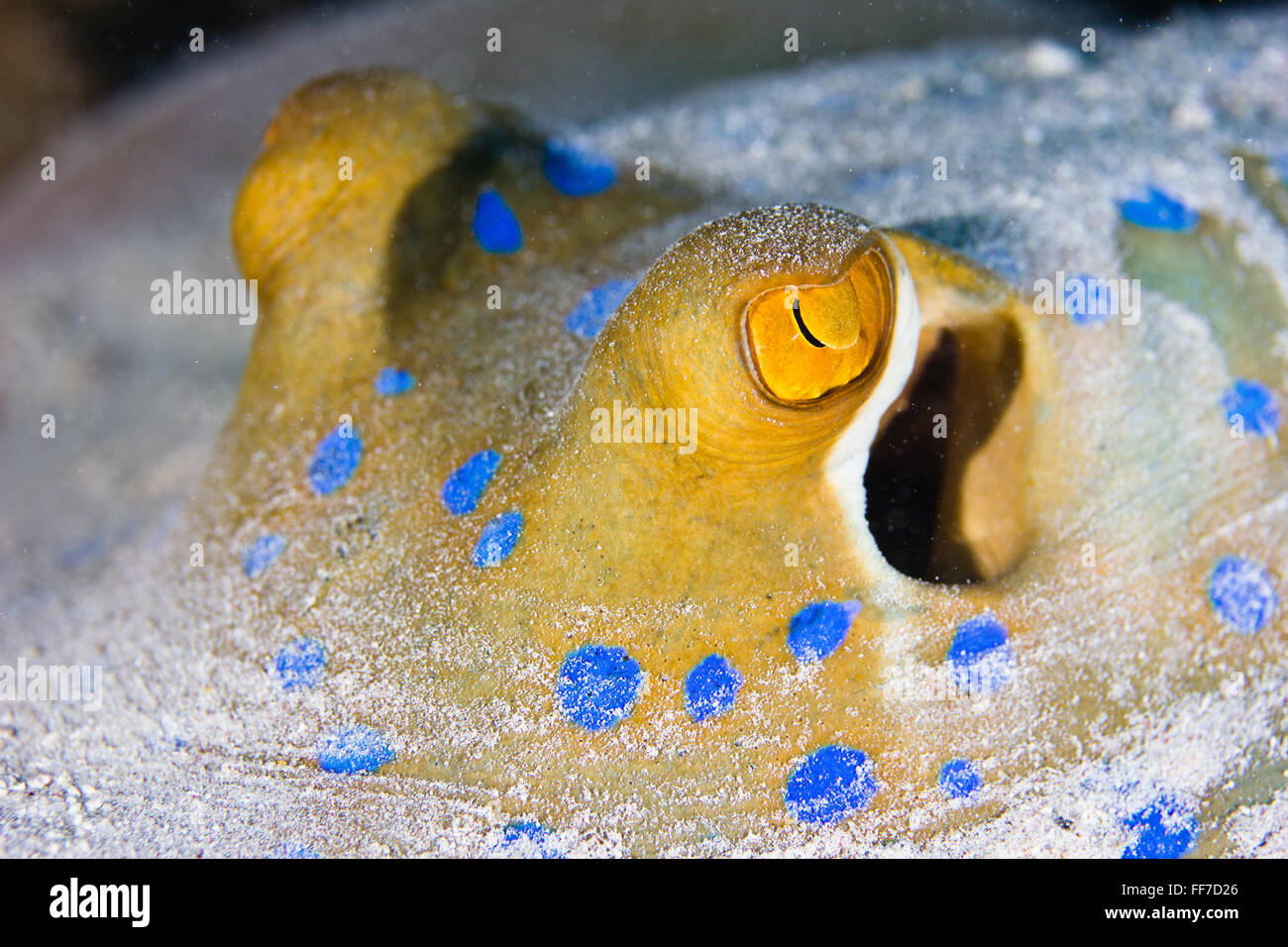Nahaufnahme, Detaillierung, die schöne blaue Flecken und Gold gesprenkelt Augen ein blau-spotted Stingray. Stockfoto