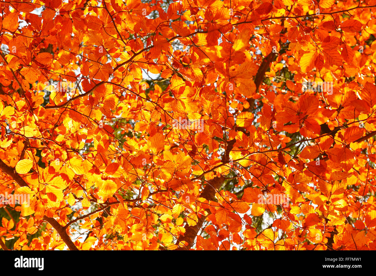 Blätter im Herbst bei sonnigem Wetter mit warmen Sonnenlicht. Stockfoto