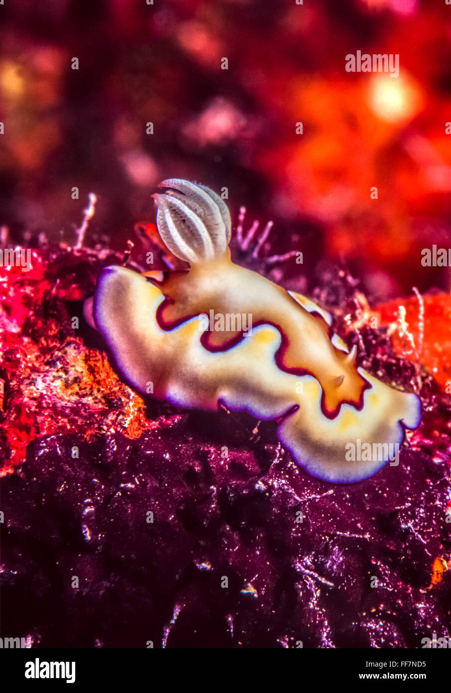 Nacktschnecken, Schnecken und sind Mitglieder der Klasse Gastropoda in der Stamm Mollusca Stockfoto