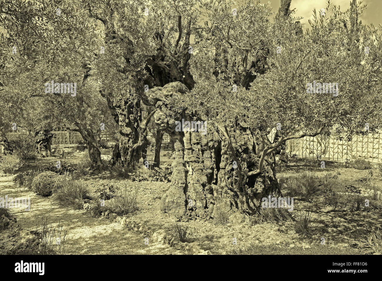 Jerusalem - die sehr alten Olivenbaum im Garten vor dem Church of All Nations (Basilika der Agonie) unter dem Ölberg Stockfoto