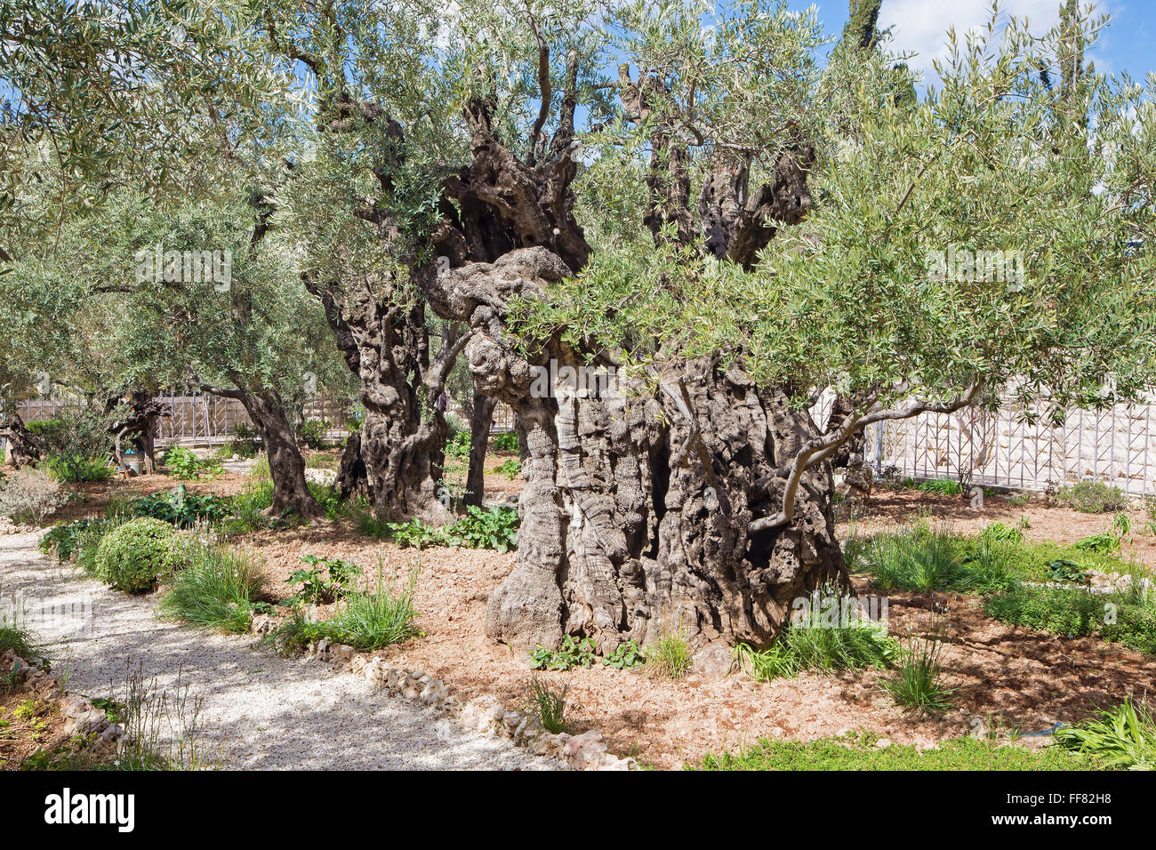 Jerusalem - die sehr alten Olivenbaum im Garten vor dem Church of All Nations (Basilika der Agonie) unter dem Ölberg Stockfoto