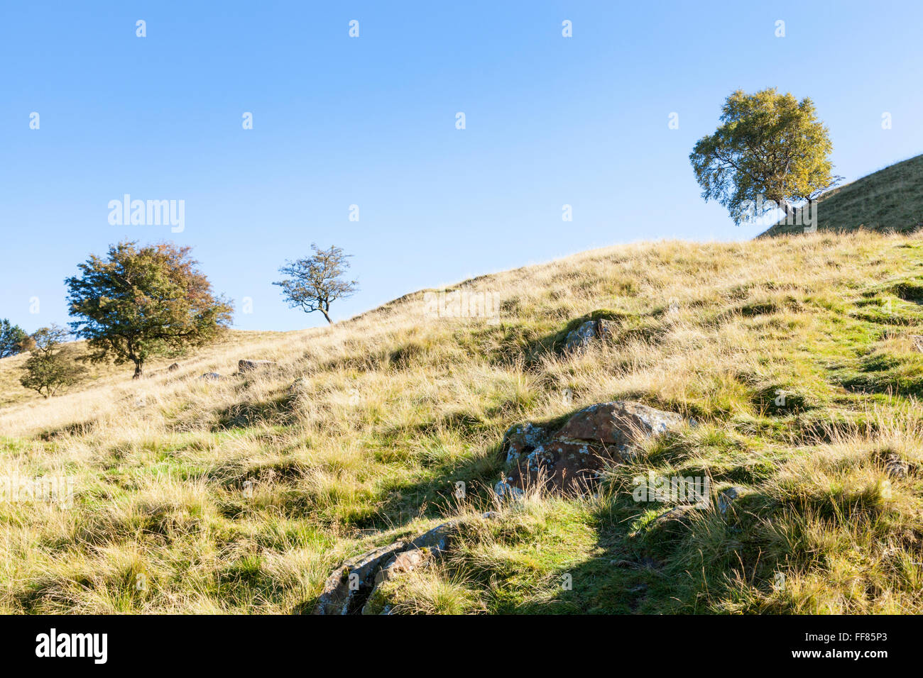 Gelegentliche Bäumen auf einem Hügel vor blauem Himmel im Herbst. Hügel bei Barker Bank, die Große Ridge, Vale von Alfreton, Derbyshire, England, Großbritannien Stockfoto