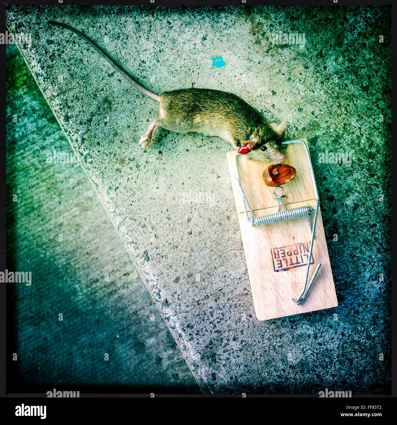 Eine tote Maus in einem kleinen Nipper Mausefalle mit einer Mandel als Kder  gefangen Stockfotografie - Alamy