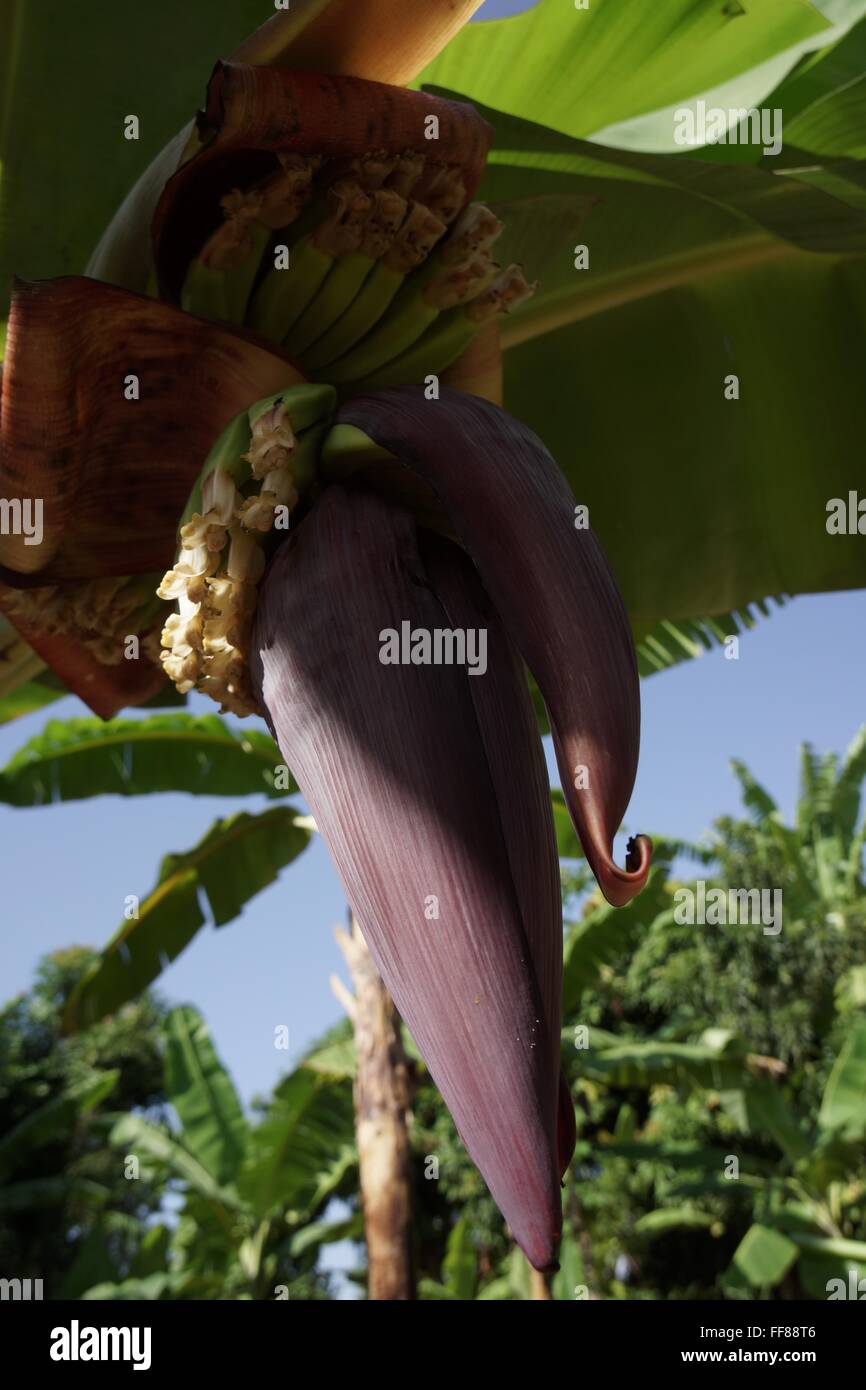 Bananen Pflanze Blume und Bananen. Stockfoto
