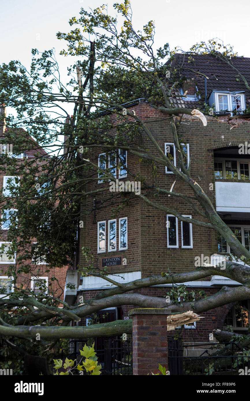 Ein großer Baum mit Wurzeln aus dem Boden nach unten auf eine 4. Stock-Eigenschaft auf Stamford Hill Estate geblasen gerissen.  Die schwere Stockfoto