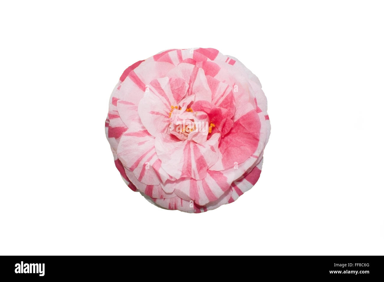 Rote und weiße Chamellia Blume isoliert auf weiss. Stockfoto