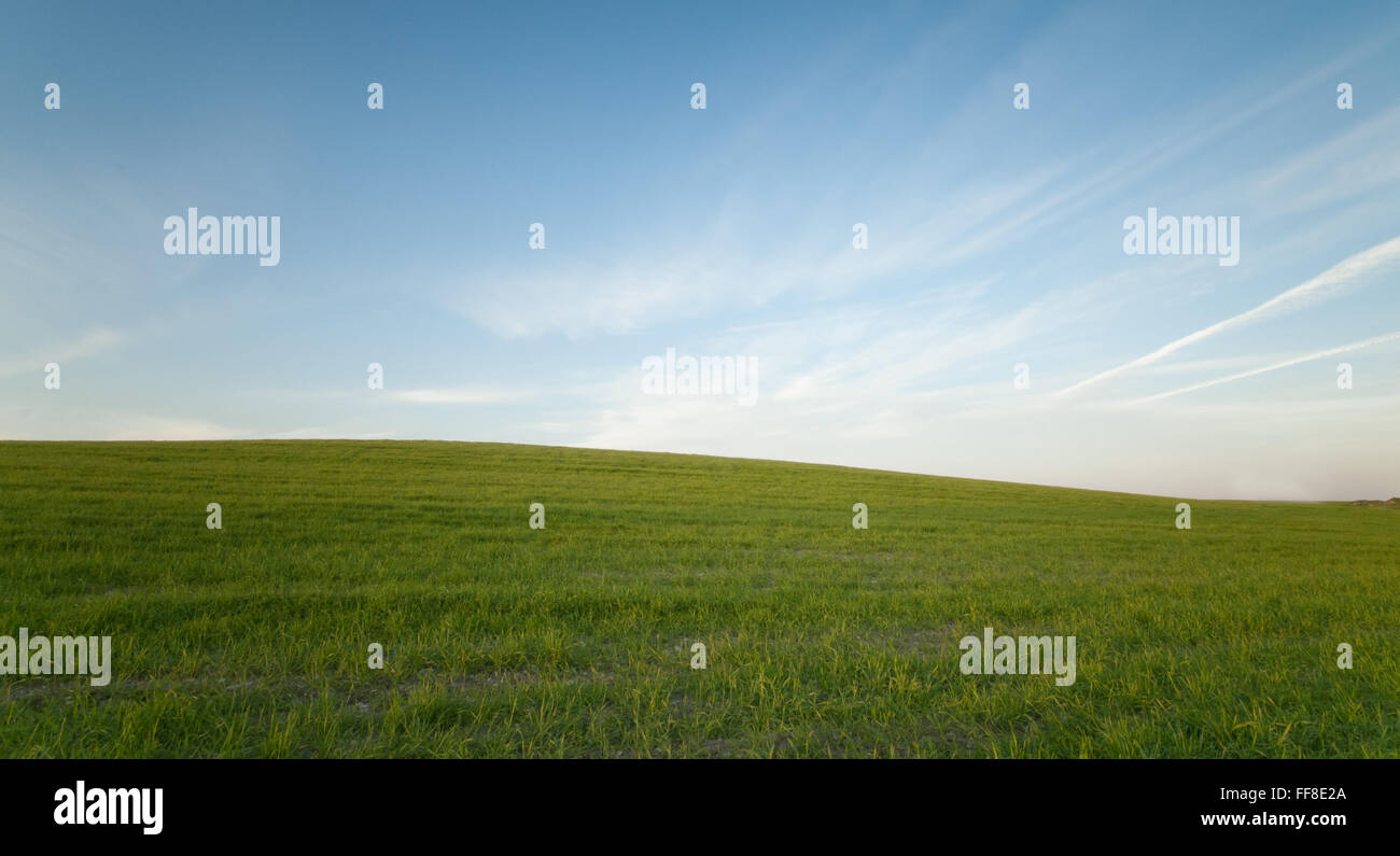 Grünes Feld und blauer bewölkten Himmel für eine gesunde Umwelt Stockfoto