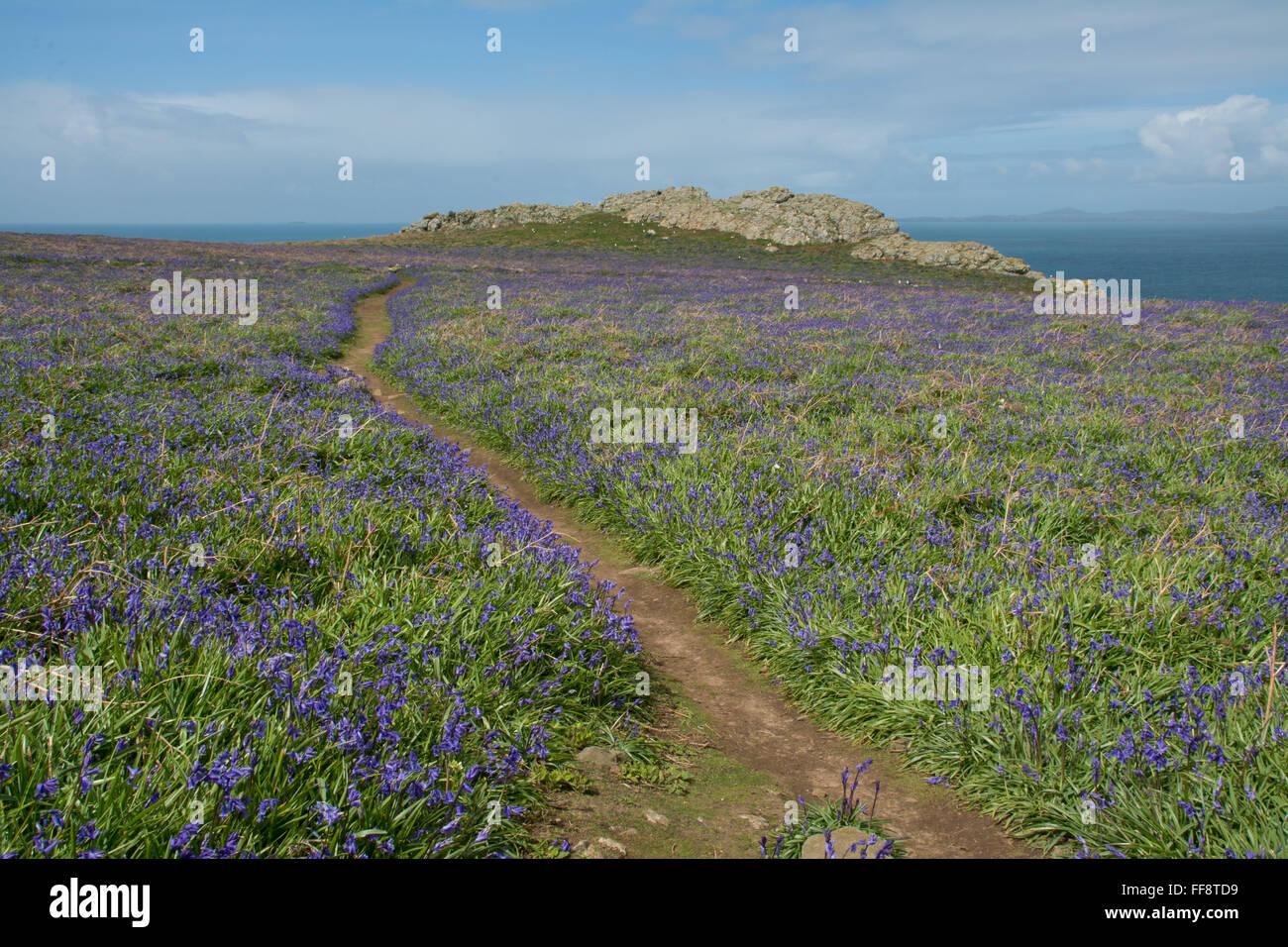 Skomer Island Teppichboden in Glockenblumen in Pembrokeshire Wales Stockfoto