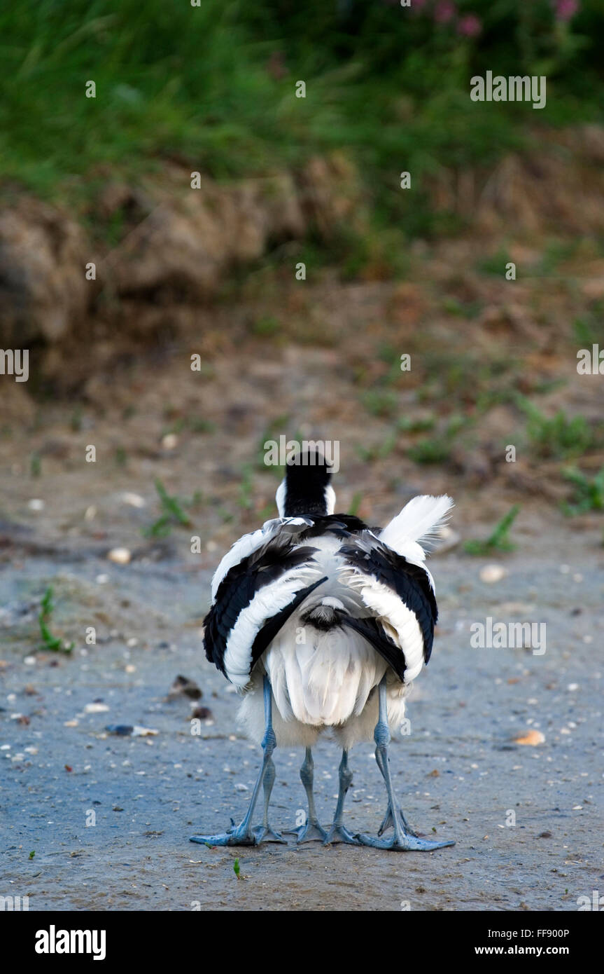 K ken Unter Den Federn Fotos Und Bildmaterial In Hoher Aufl sung Alamy k-ken-unter-den-federn-fotos-und-bildmaterial-in-hoher-aufl-sung-alamy