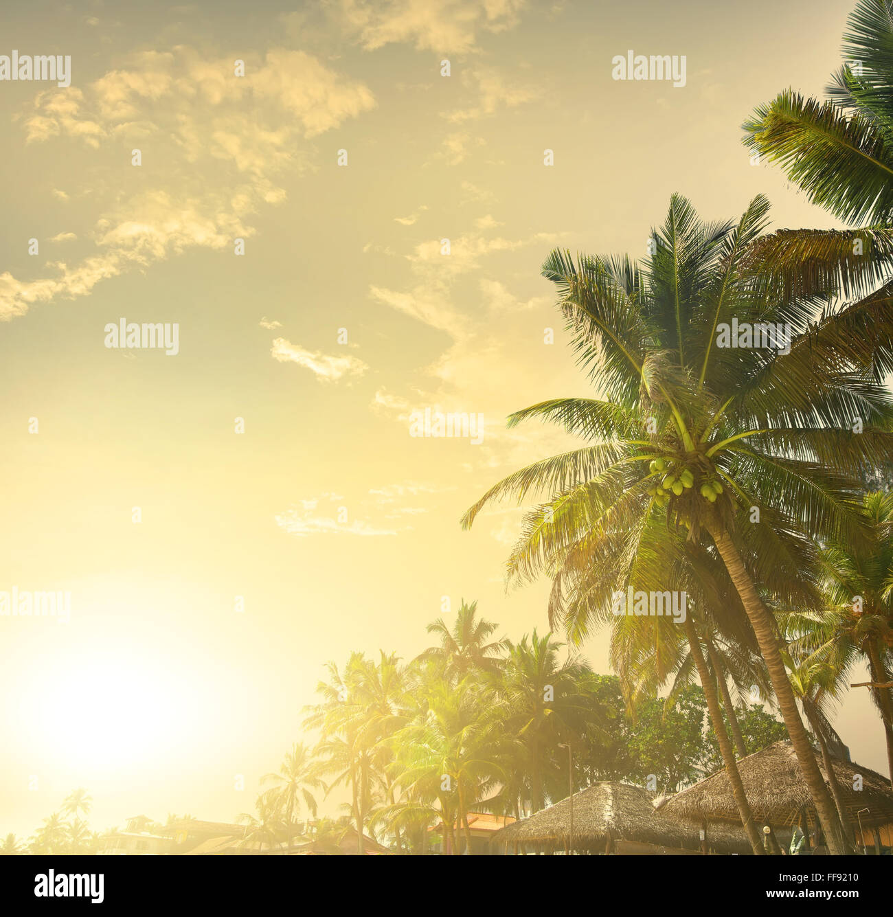 Palmen auf einem Hintergrund von Sonnenuntergang Stockfoto