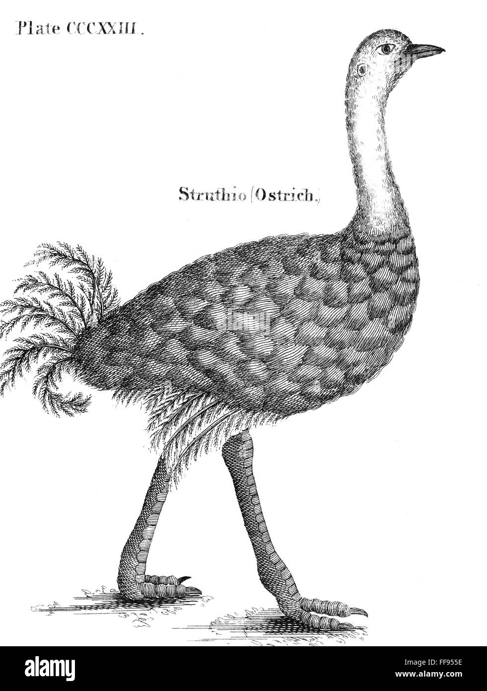 STRAUß. /nEtching, Englisch, 18. Jahrhundert. Stockfoto