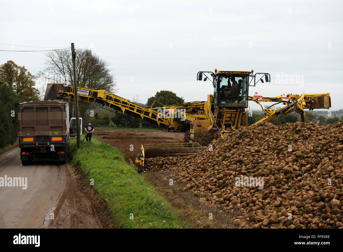 Zuckerrüben verladen Lkw für den Transport von British Sugar-Werk in Bury St Edmunds Stockfoto