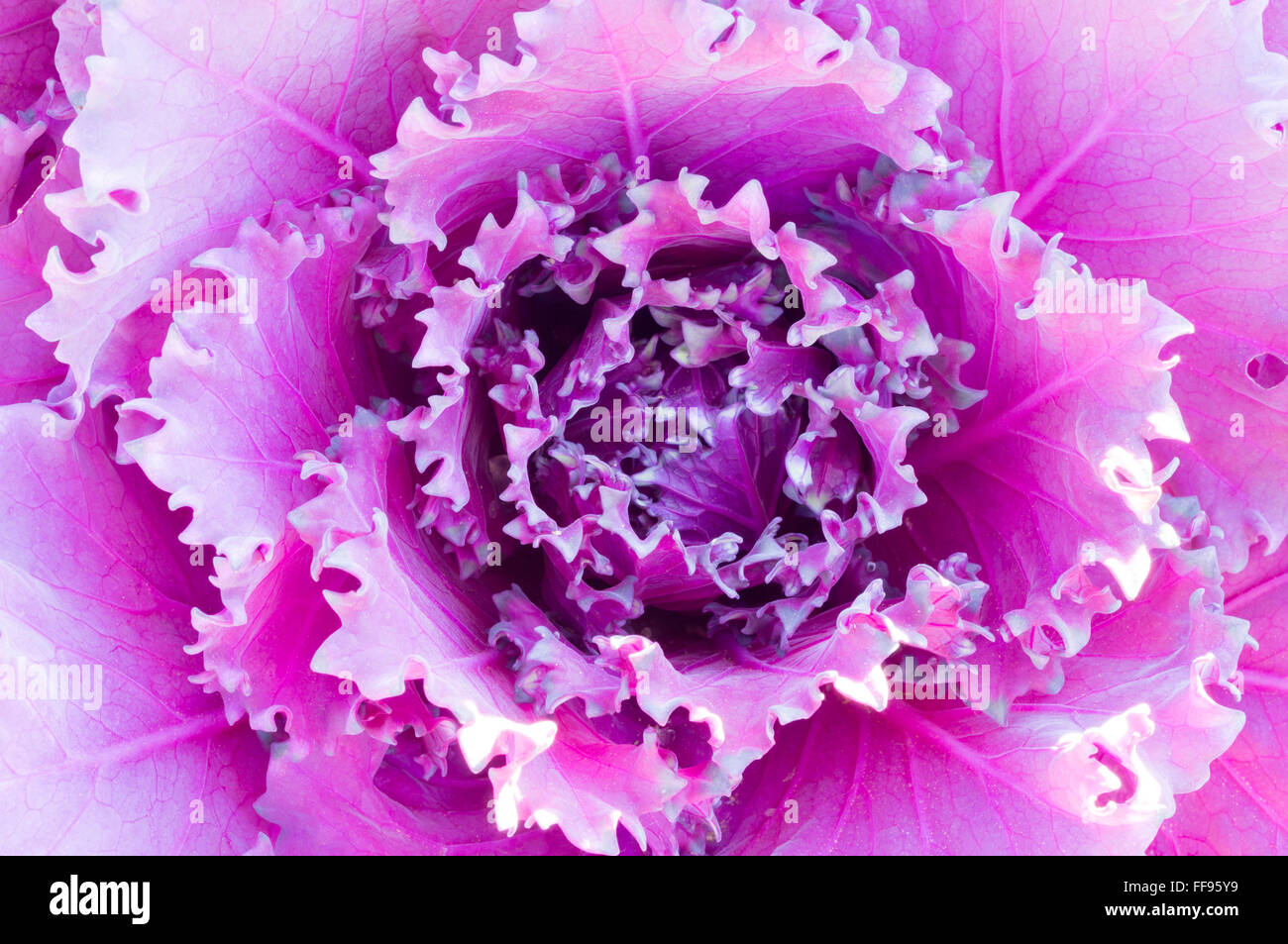 Leiter der ornamentalen Kale Stockfoto