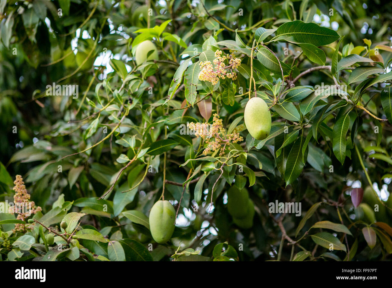 Mangos auf einem Baum Stockfoto