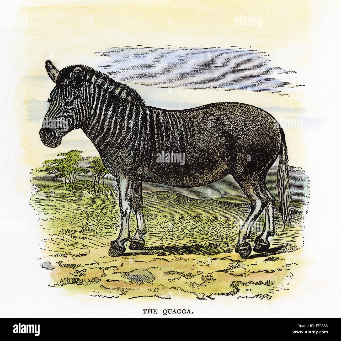 QUAGGA, 19. JAHRHUNDERT. /nThe Quagga (Equus Quagga Quagga), eine inzwischen ausgestorbenen südafrikanischen Unterart der Ebenen Zebra. Holzstich, 19. Jahrhundert. Stockfoto