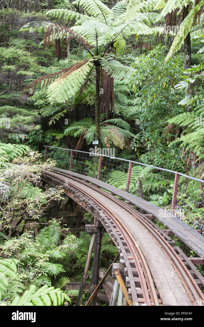 Bei Driving Creek Railway und Potteries.Near Coromandel Town, Coromandel Halbinsel, North Island, Neuseeland, NZ, Stockfoto