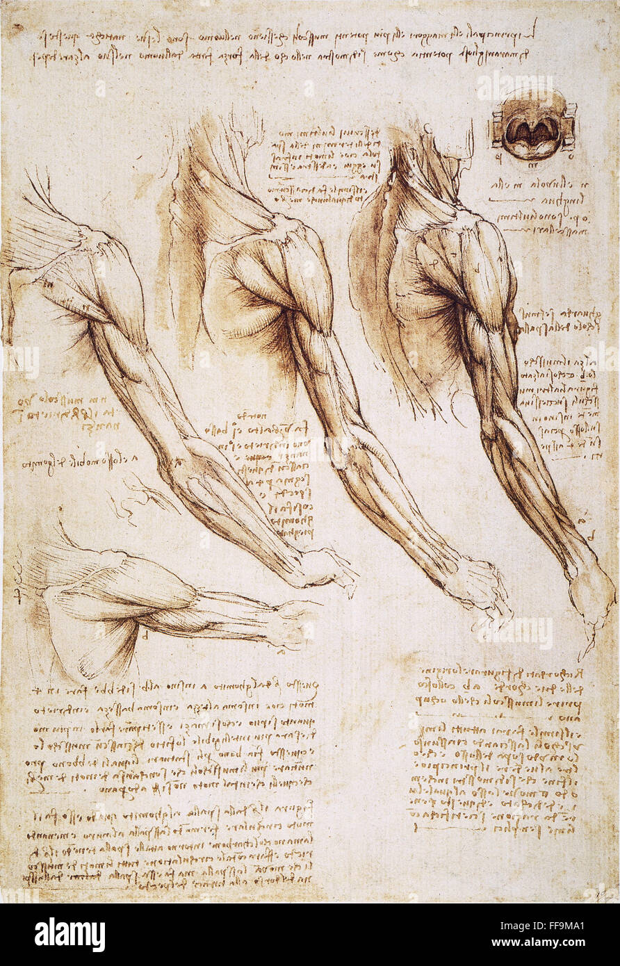 Leonardo Da Vinci Anatomie Bilder
