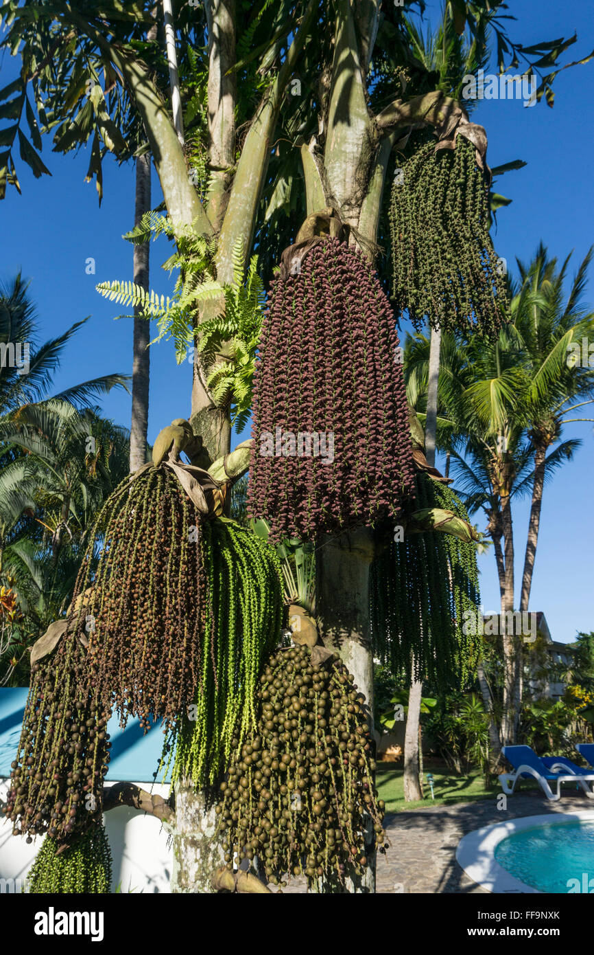 Nahaufnahme von Amargo Palm Früchte, Las Terrenas, Dominikanische Republik Stockfoto