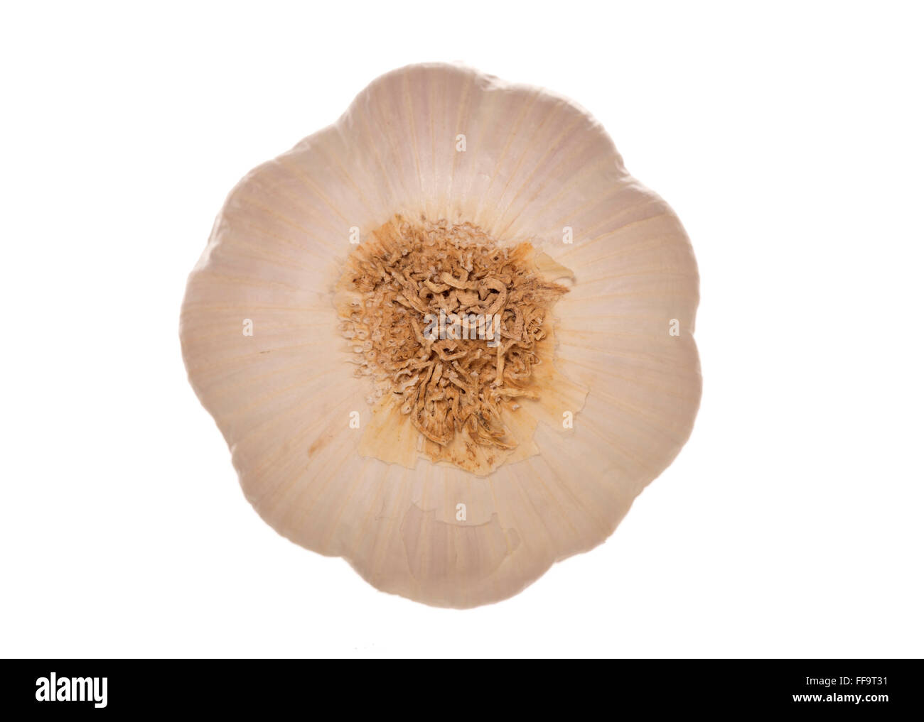 einzigen Knoblauchzehe Studio Ausschnitt Stockfoto