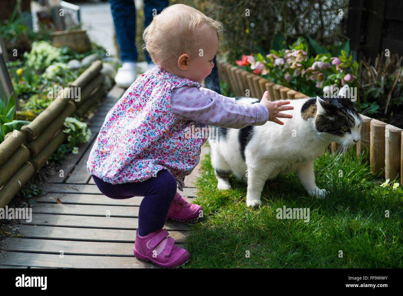 Junge blonde Mädchen versucht, eine weiße und schwarze Katze streicheln Stockfoto