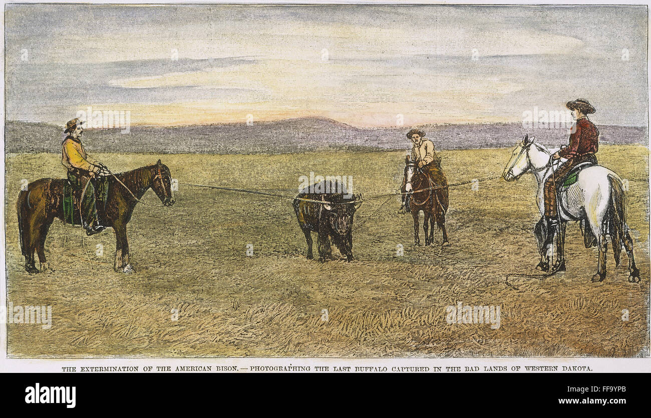 LETZTEN BÜFFEL, 1887. /nThe letzten Büffel in die Bad Lands of Western Dakota erfasst. Holz, Gravur, American, 1887, nach einem Foto. Stockfoto