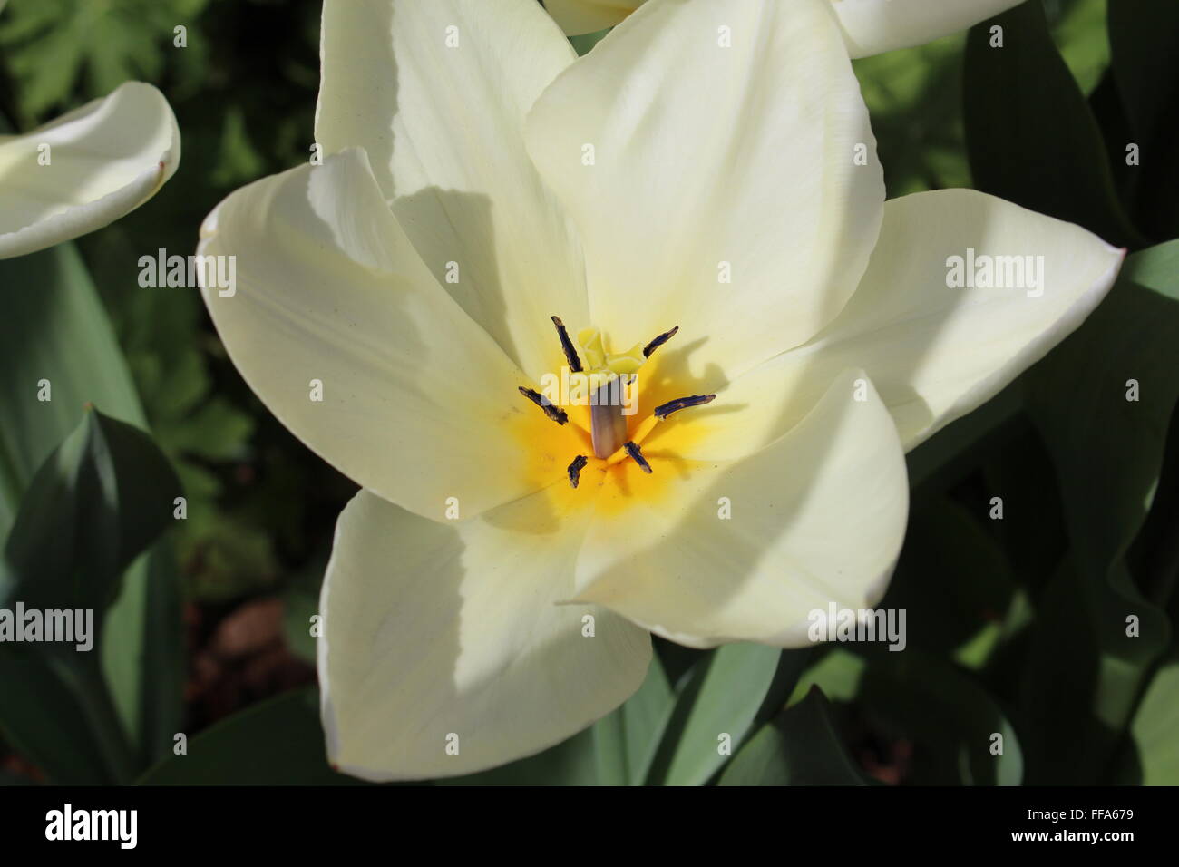 Nahaufnahme einer weiße Tulpe Stockfoto