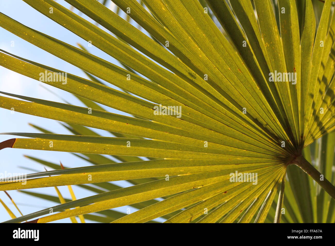Blatt einer Palme Stockfoto