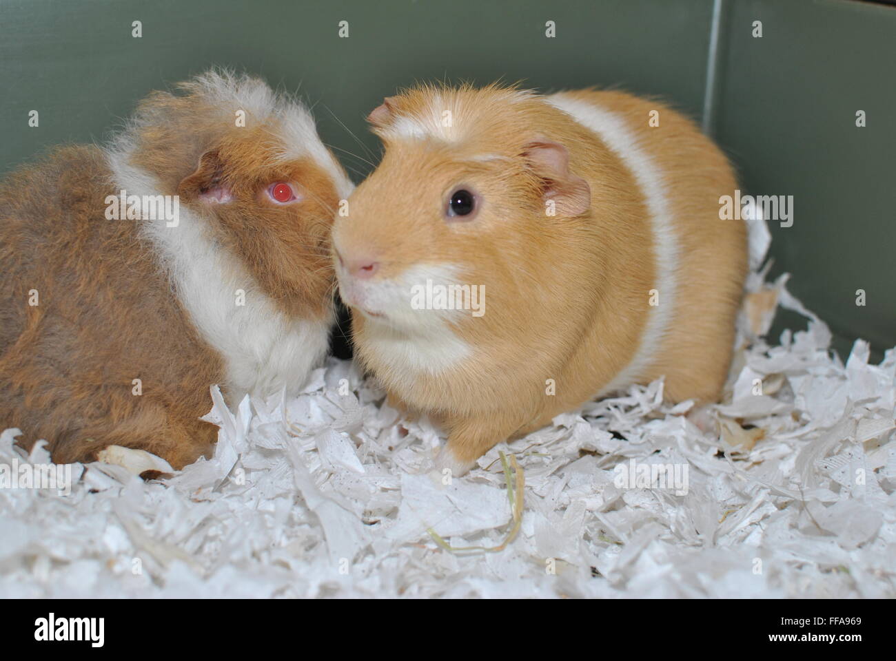 Ingwer und weiße Meerschweinchen Stockfoto