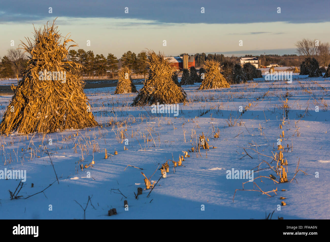 Mais-Schocks auf einem amischen Bauernhof im Winter im central Michigan in der Nähe von Stanwood, USA Stockfoto