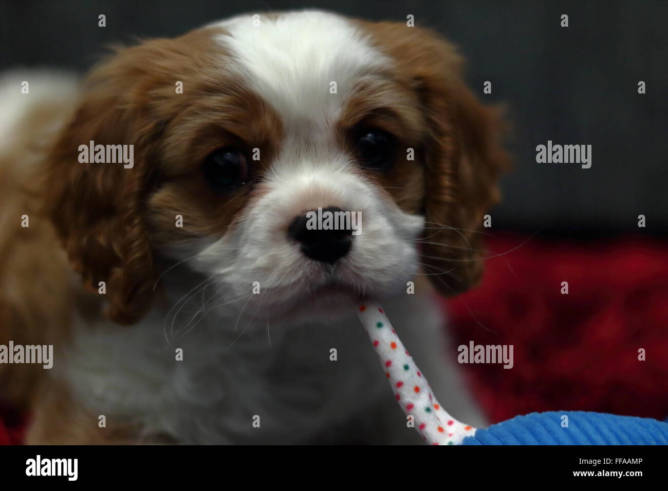 Eine männliche Blenheim farbig Cavalier King Charles Spaniel Stockfoto