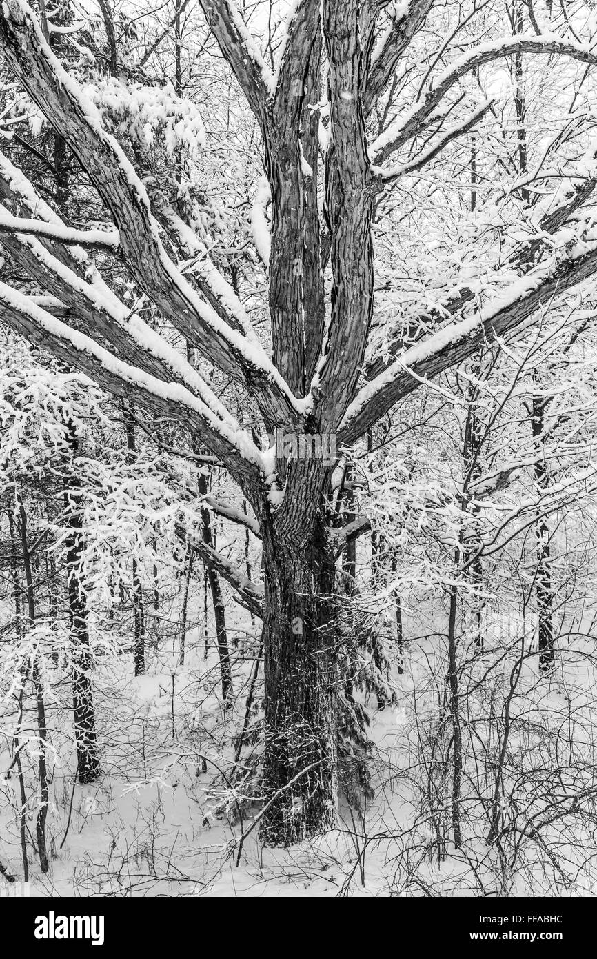 Schnee-beladenen Eichen und anderen Bäumen im Winter im central Michigan, USA Stockfoto