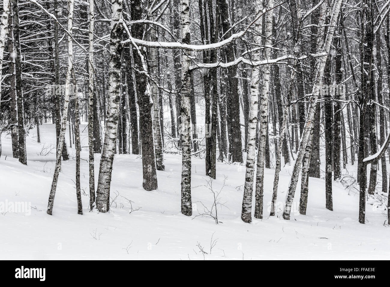 Papier-Birken, Betula Papyrifera, mit anderen Bäumen am Rande eines Waldes während eines Schneesturms in central Michigan, USA Stockfoto