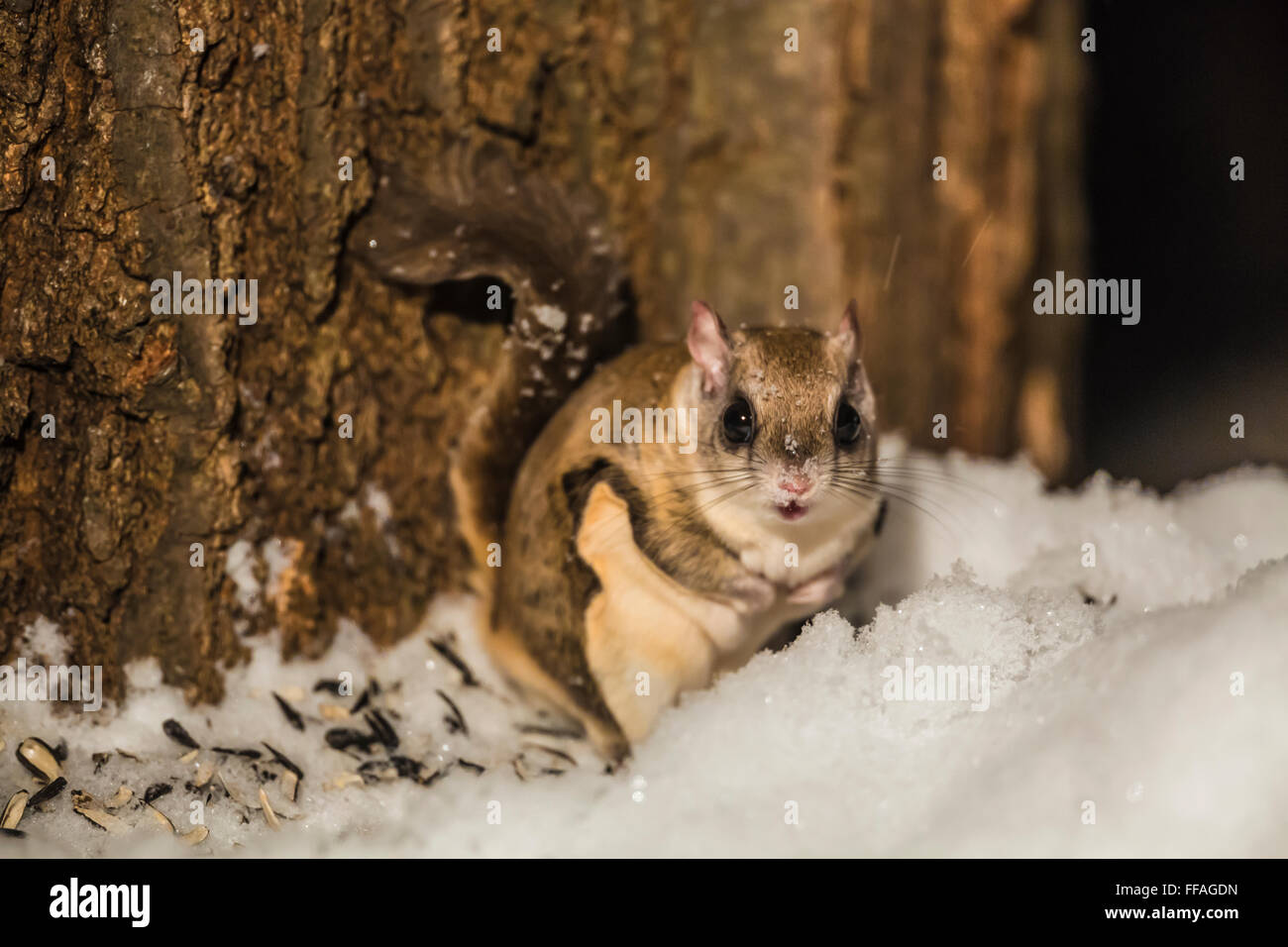 Südliche Gleithörnchen, Glaucomys Volans, Fütterung auf dem Boden in der Nacht im Central Michigan, USA Stockfoto