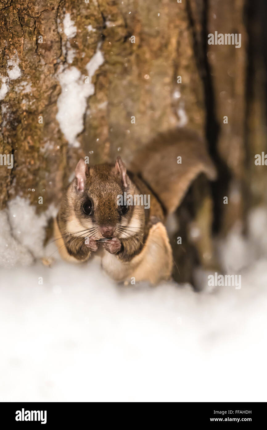 Südliche Gleithörnchen, Glaucomys Volans, Fütterung auf dem Boden in der Nacht im Central Michigan, USA Stockfoto